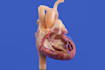 do 3d medical animation 3d cellular and molecular animation 3d anatomy video