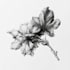 illustrate best botanical illustration