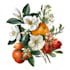 do a botanical illustration