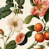 do a botanical illustration