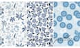 create a seamless pattern design in adobe illustrator