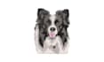 digitize your live pet images into a machine embroidery file