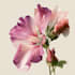 create a botanical illustration