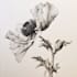 draw custom nature illustrations with beautiful details