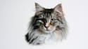awesome custom pet portrait, dog portrait, cat portrait