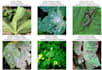 build a simple image classification model using python and deep learning