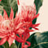 illustrate best botanical illustration