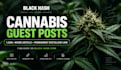 publish a cannabis guest post with a permanent dofollow backlink
