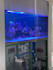 review your aquarium setup and give improvement recommendations