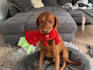 create authentic dog ugc videos for pet brands