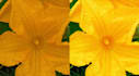 professional grade upscaling image video