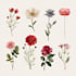 create a botanical illustration