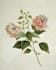 create amazing botanical art illustratio