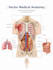 draw anatomy and medical vector illustration