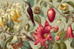 draw hand drawn botanical line art for tattoo, packaging