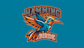 design amazing hamming bird mascot logo