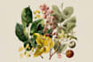 illustrate best botanical illustration