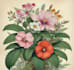 illustrate best botanical illustration