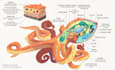 create educational illustrations, infographics and signage
