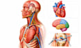 create medical anatomy, scientific illustrations and diagrams