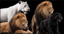 create 3d animal model, pet with realistic fur, hair, texture and rigging