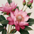 illustrate best botanical illustration