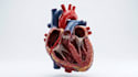 3d medical animation, surgical animation and medical explainer video, 3d anatomy