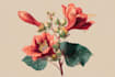 draw realistic botanical illustration