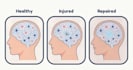 create stunning medical illustrations and presentation
