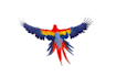 design a beautiful scarlet macaw parrot logo with feather artwork