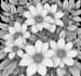 illustrate best botanical illustration, botanical