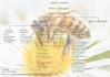 convert handwritten study notes into clean digital infographic flowcharts design