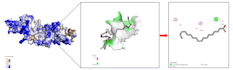 perform molecular docking and protein ligand interaction analysis