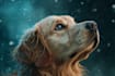 paint a portrait for your pet, any animal