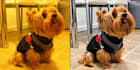 restore photos into high definition graphics