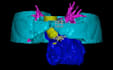 segment 3d models of the heart