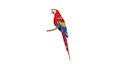 do professional pet embroidery digitizing