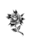create vintage traditional tattoo illustrations