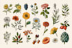 do custom a fruits botanical illustration