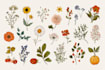 paint a high fruits botanical illustration