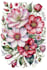 draw botanical illustrations of flowers
