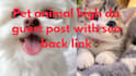 write publish high quality pet animal guest posts