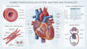 design medical and scientific illustration