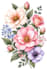 draw botanical illustrations of flowers