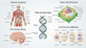 make scientific illustrations for you