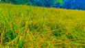 photo editor and designer