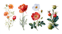 illustrate best botanical illustration