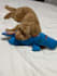 create ugc video for pet products services and apps