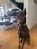 create authentic ugc videos for your pet brand