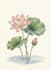 paint watercolor flowers and botanical illustrations
